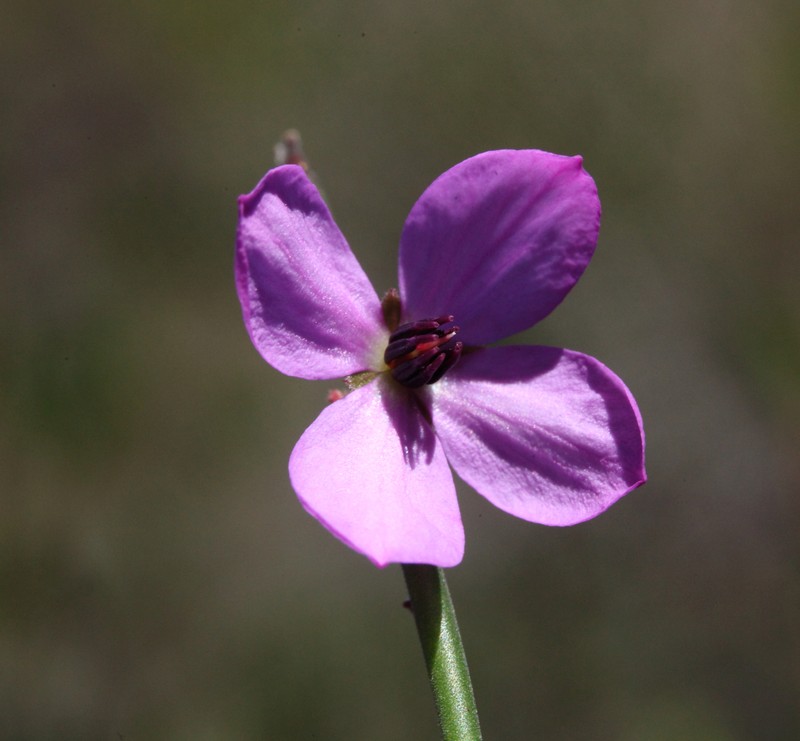 Tetratheca aphylla subsp. aphylla photo 3