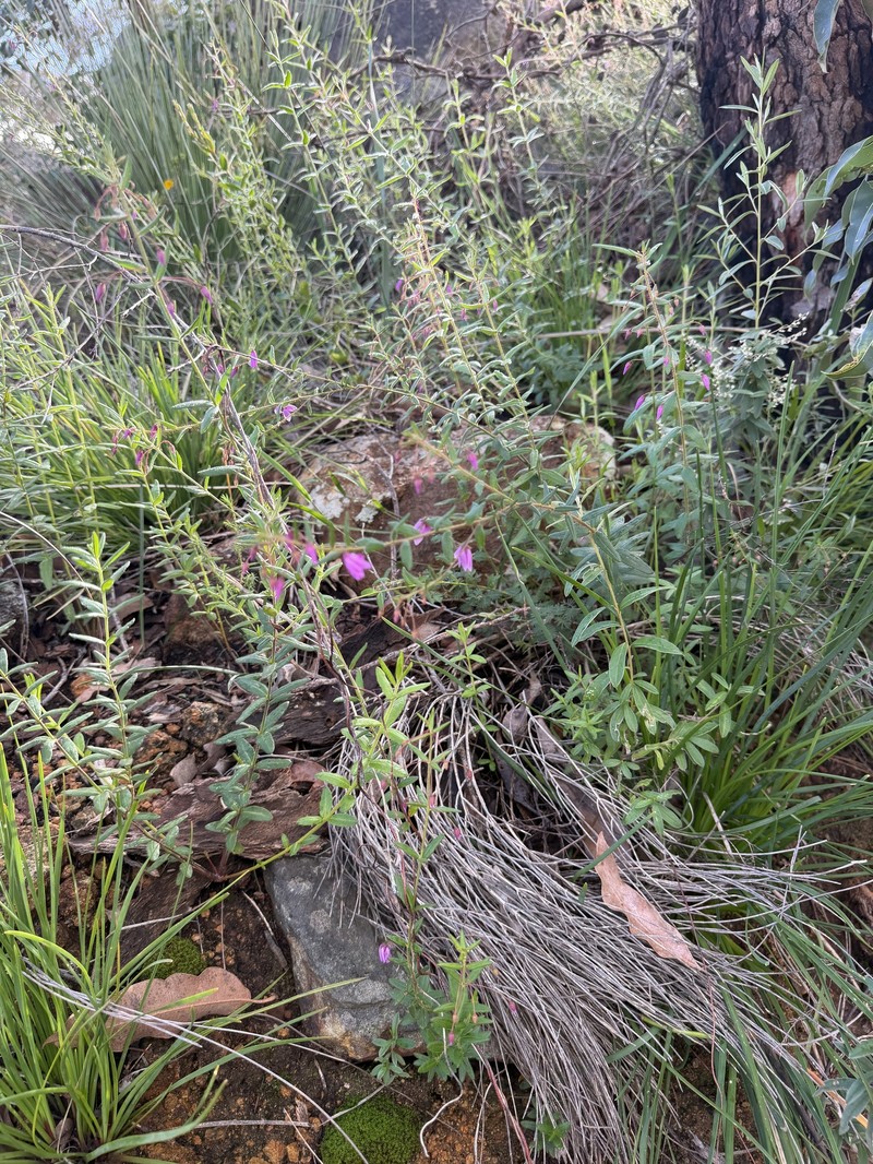 Tetratheca hirsuta subsp. hirsuta