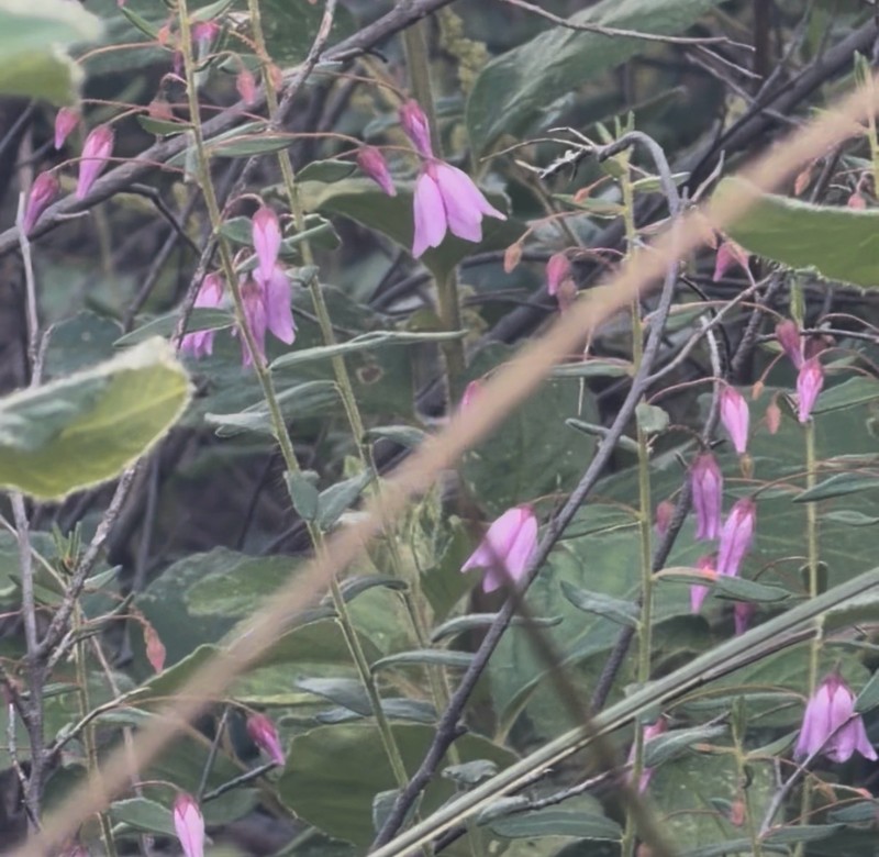 Tetratheca hirsuta subsp. hirsuta photo 2