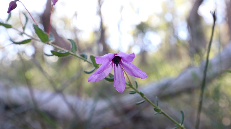 Tetratheca hirsuta subsp. hirsuta photo 3