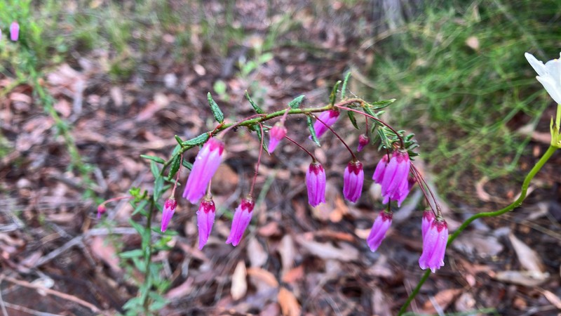 Tetratheca hirsuta subsp. hirsuta photo 4