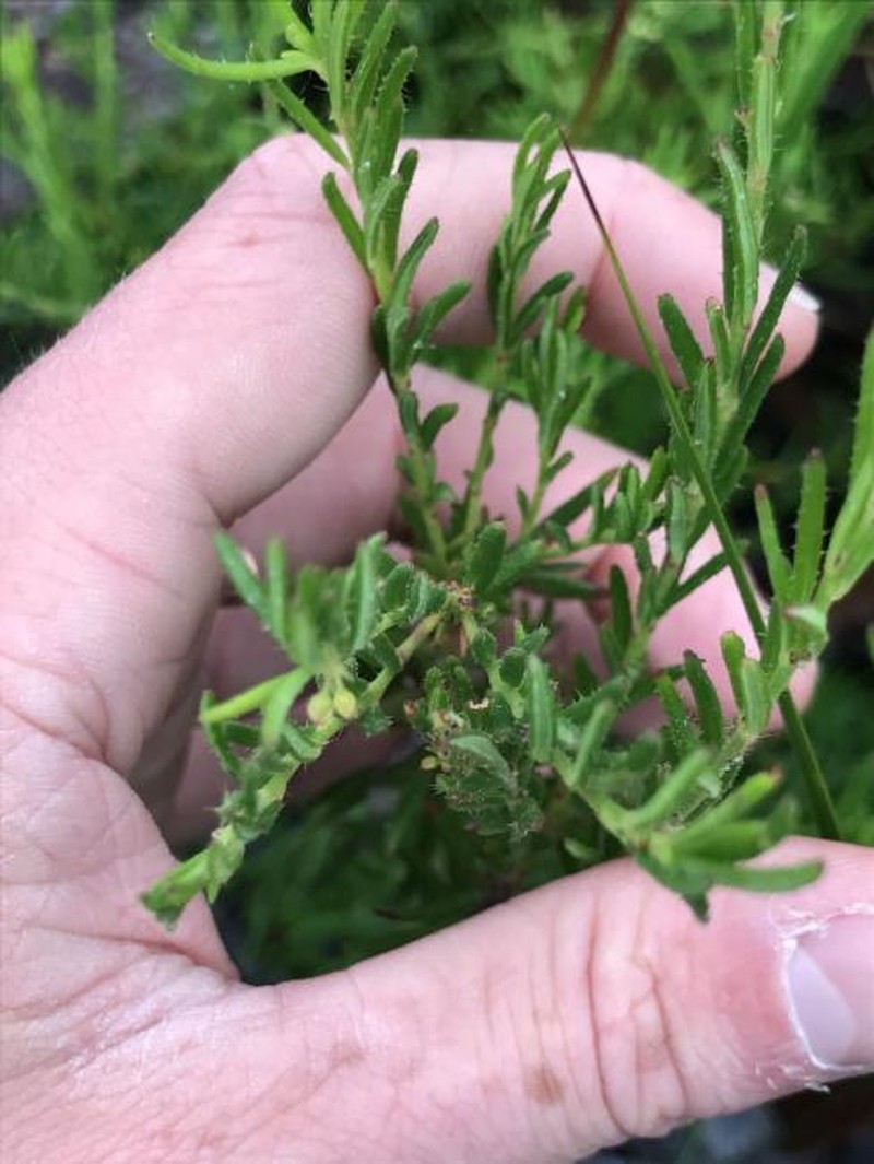 Tetratheca pilosa subsp. pilosa