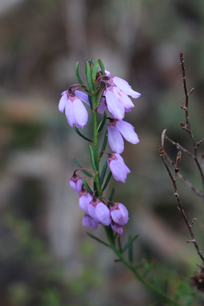Tetratheca pilosa subsp. pilosa photo 2
