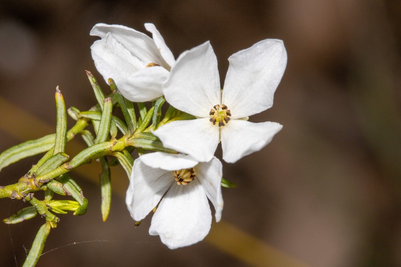 Tetratheca pilosa subsp. pilosa photo 3