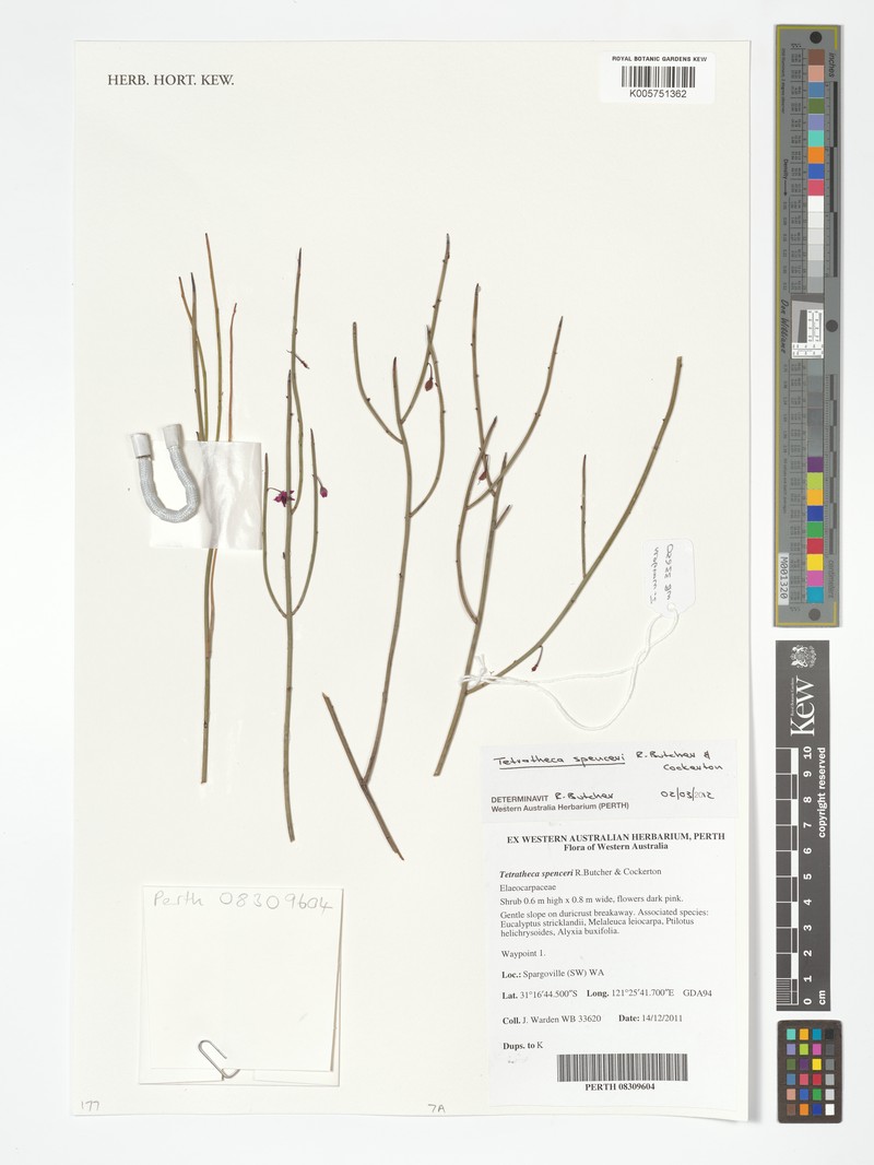 Tetratheca spenceri