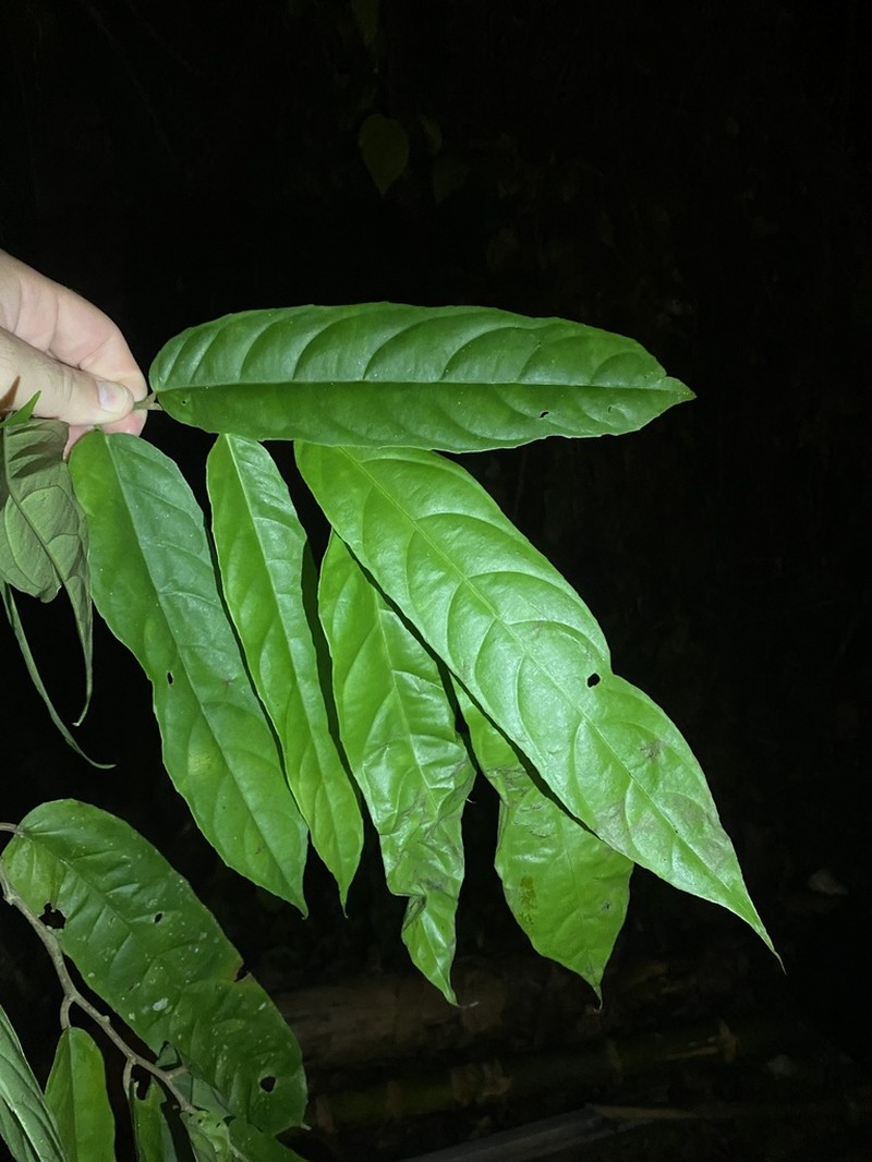 Tetrathylacium johansenii