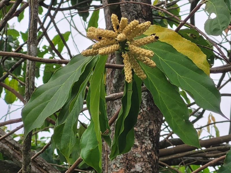 Tetrathylacium johansenii photo 2