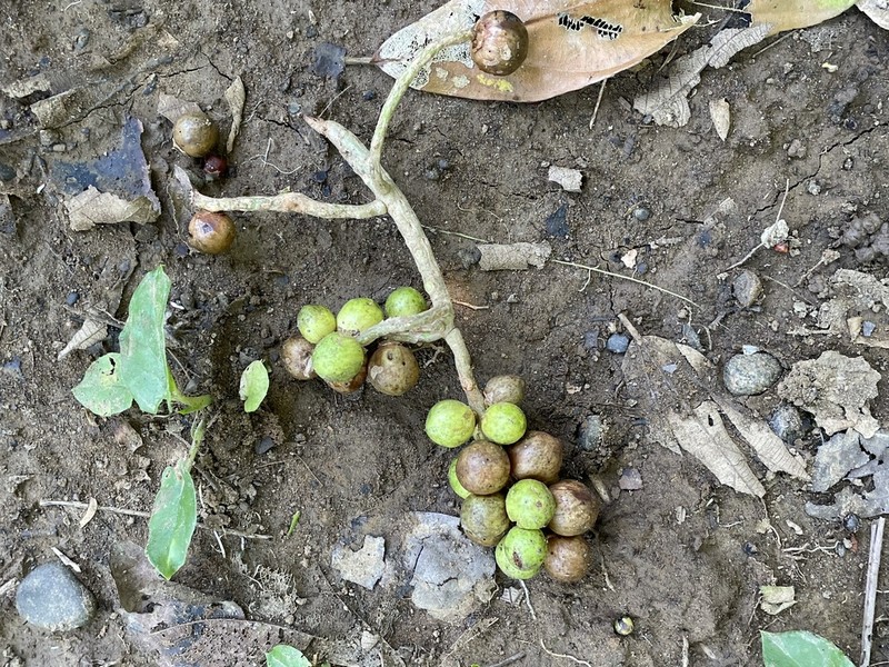 Tetrathylacium johansenii photo 4