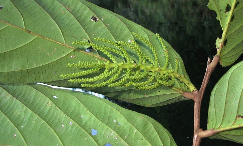 Tetrathylacium johansenii photo 6