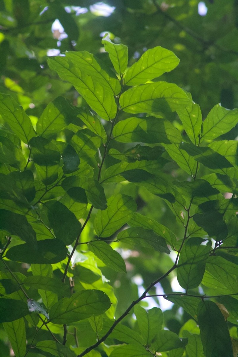 Tetrathylacium johansenii photo 8