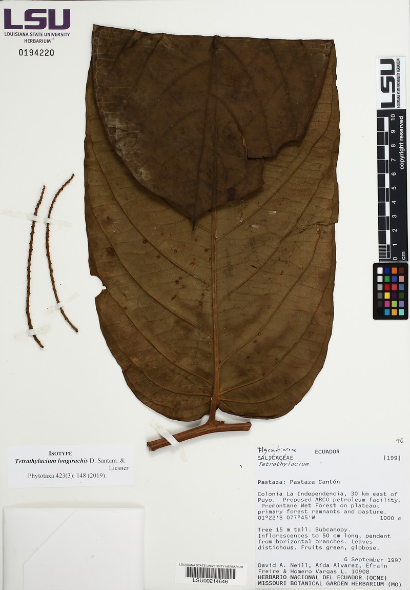 Tetrathylacium longirachis