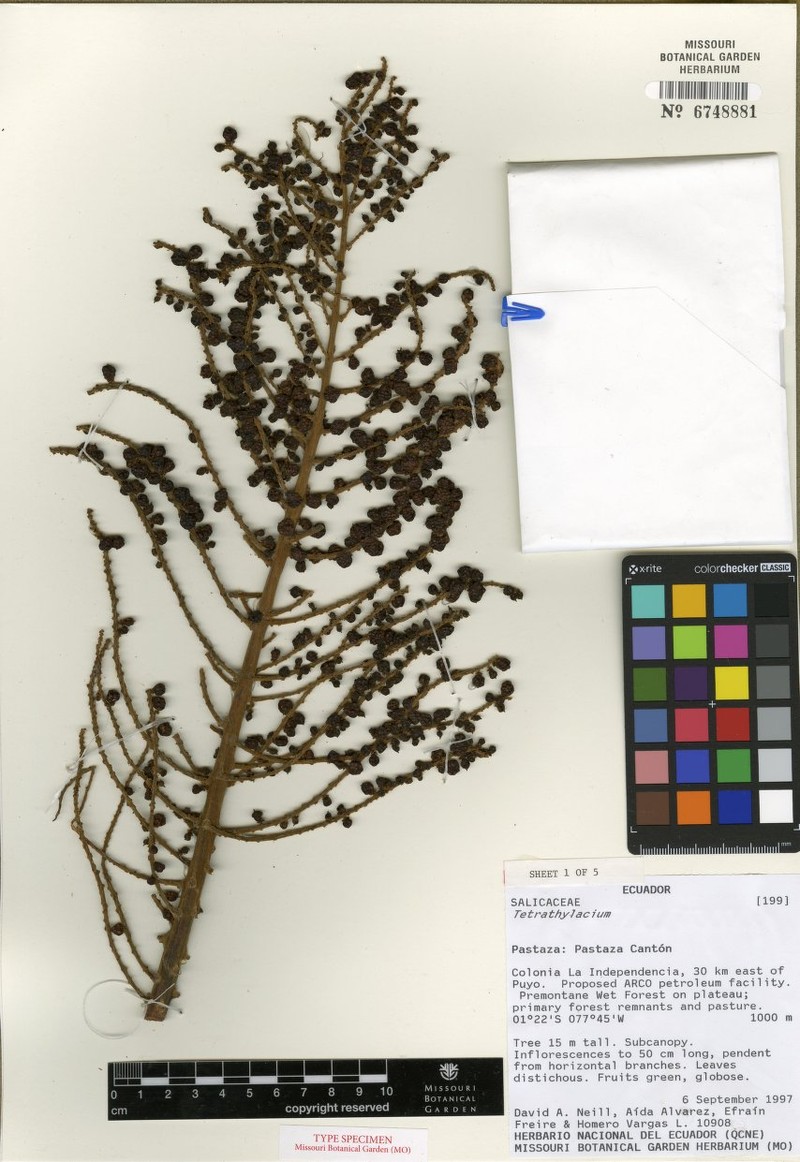 Tetrathylacium longirachis photo 2