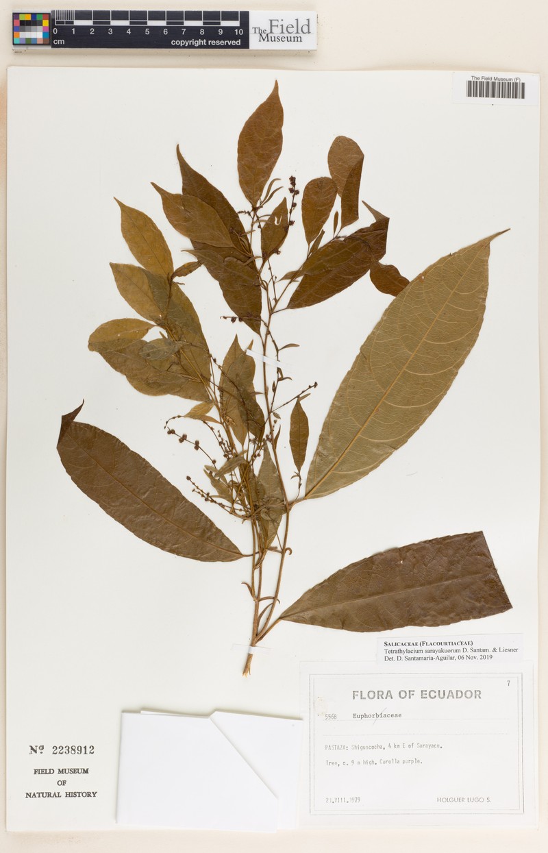Tetrathylacium sarayakuorum
