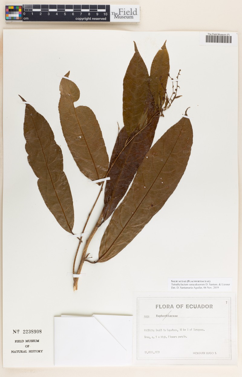Tetrathylacium sarayakuorum photo 2