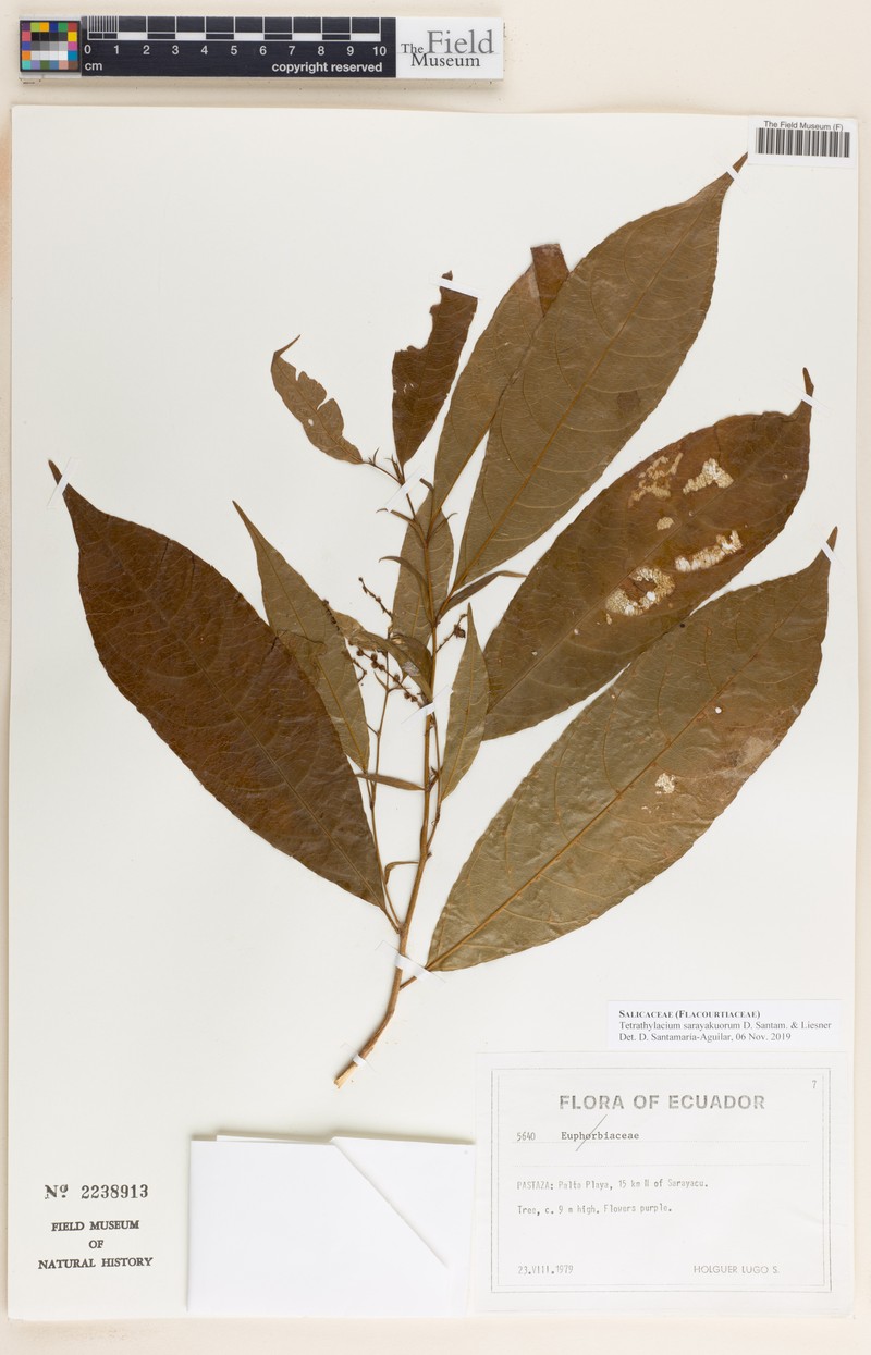 Tetrathylacium sarayakuorum photo 3