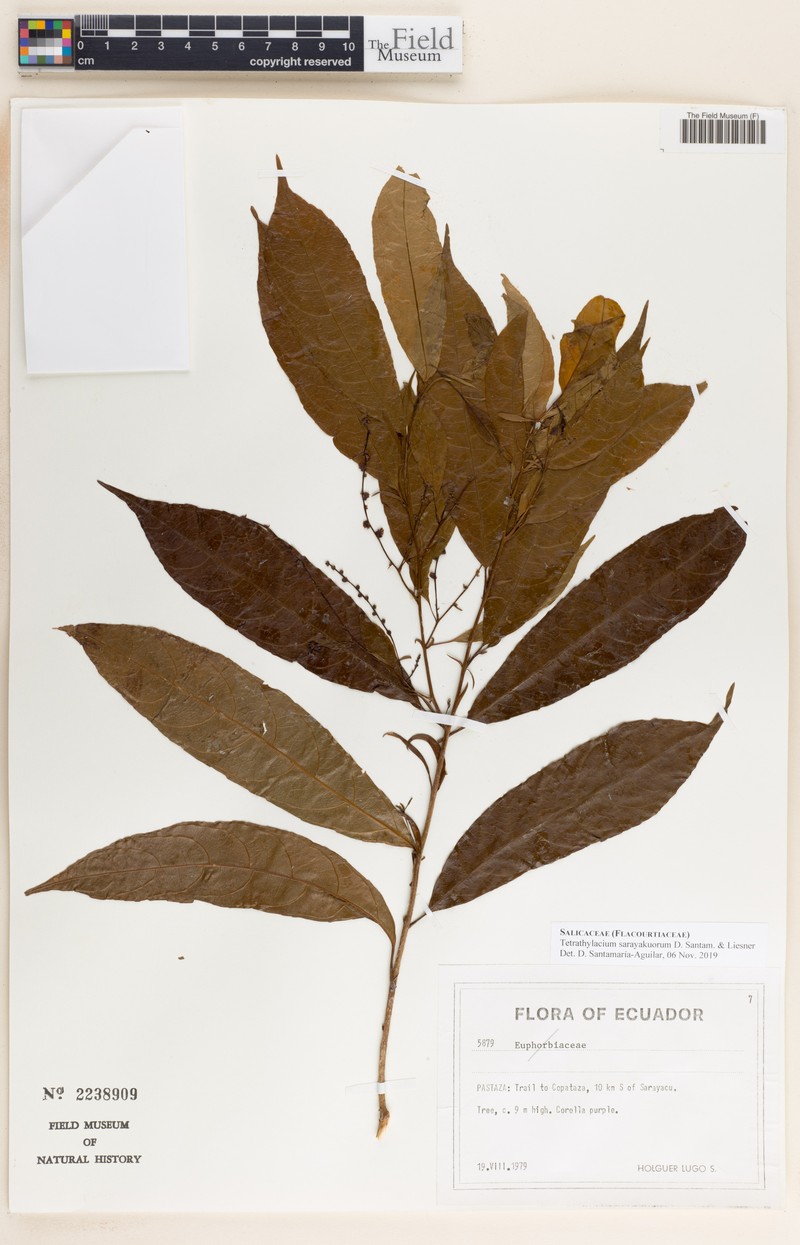 Tetrathylacium sarayakuorum photo 4