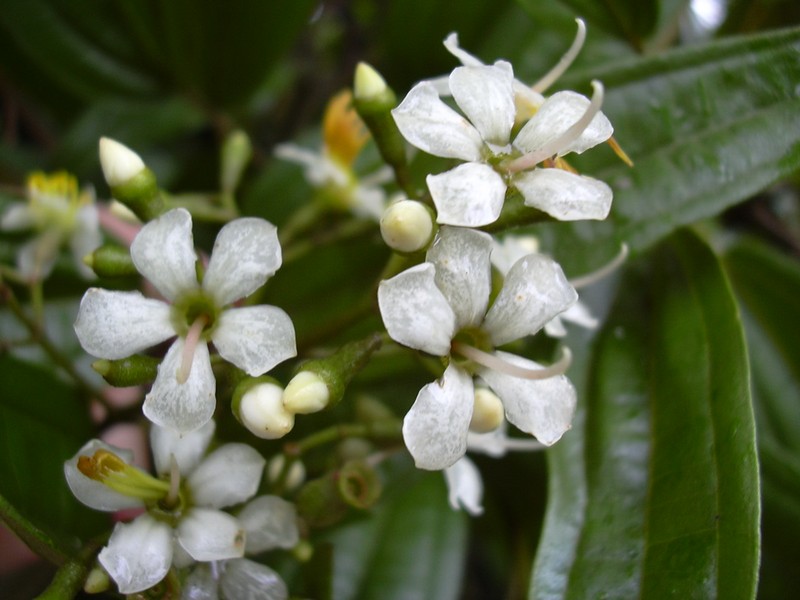 Florida Clover Ash