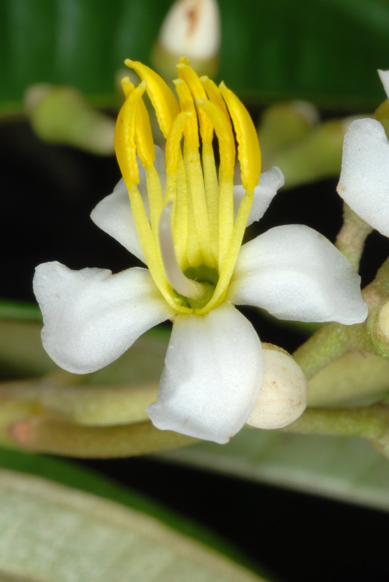 Florida Clover Ash photo 2