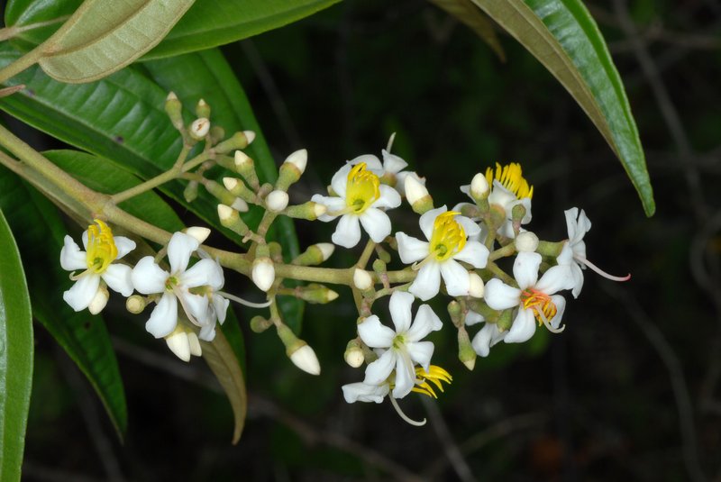 Florida Clover Ash photo 3