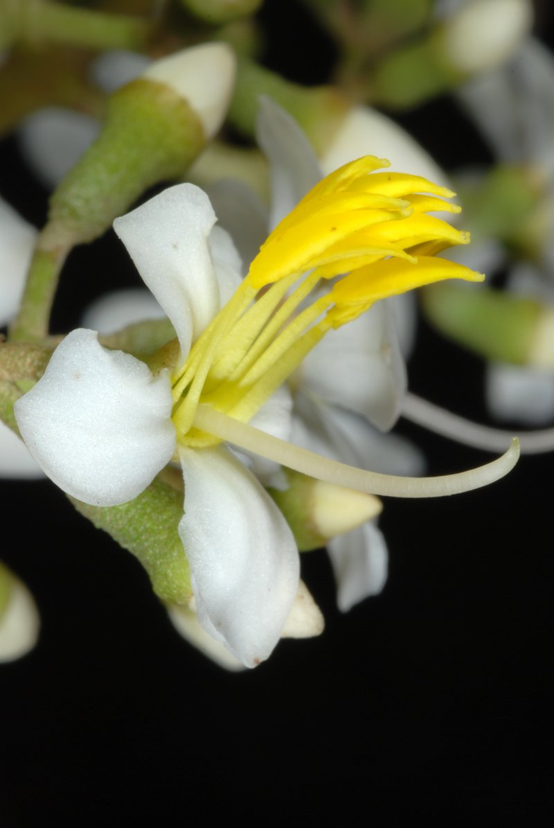 Florida Clover Ash photo 5