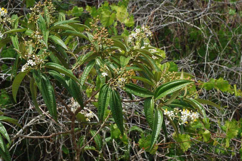 Florida Clover Ash photo 6