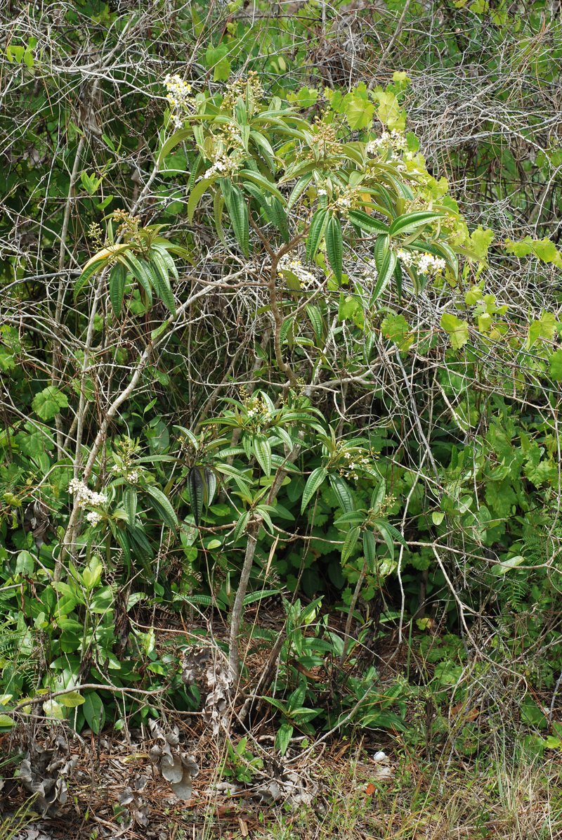 Florida Clover Ash photo 7