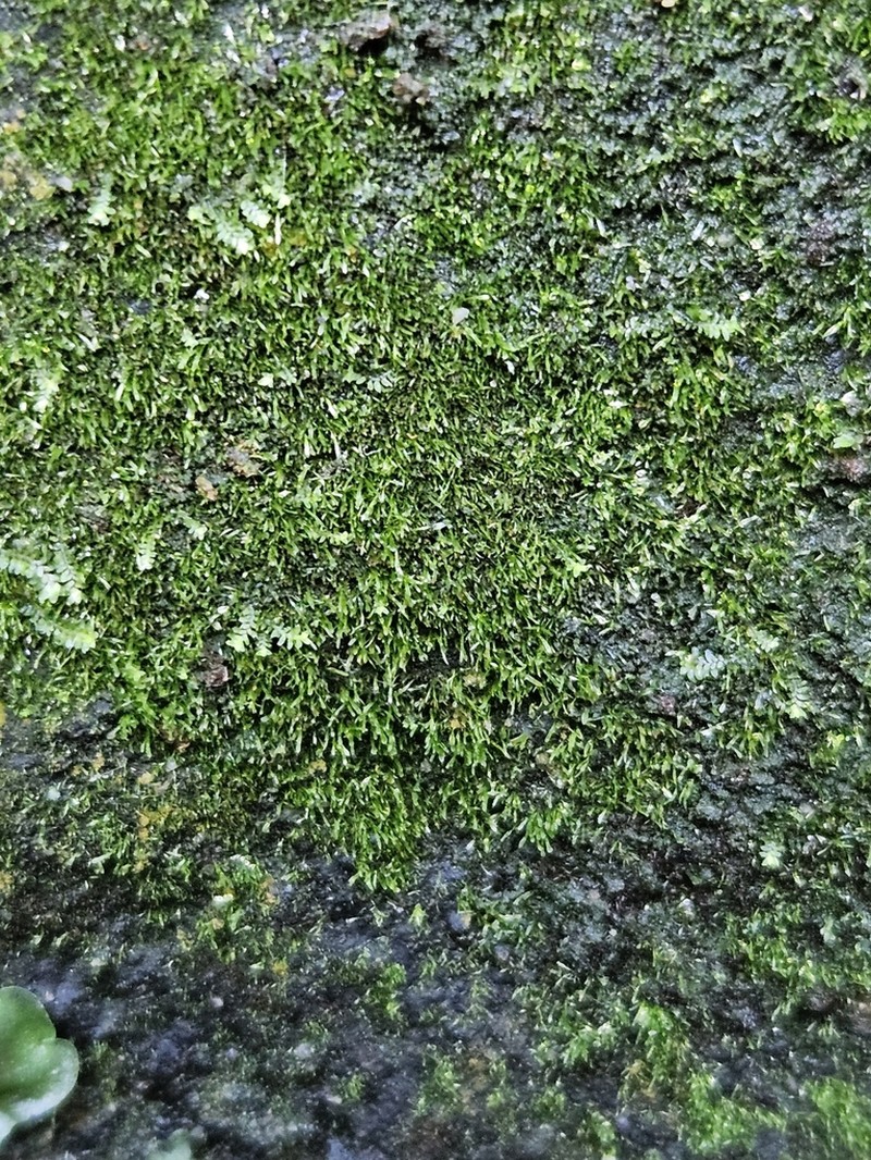 Brown's Tetrodontium Moss photo 2