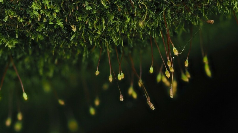 Brown's Tetrodontium Moss photo 3