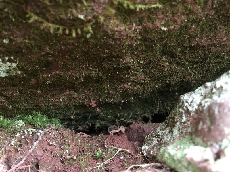 Brown's Tetrodontium Moss photo 4