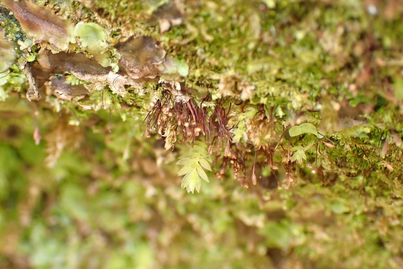 Brown's Tetrodontium Moss photo 5