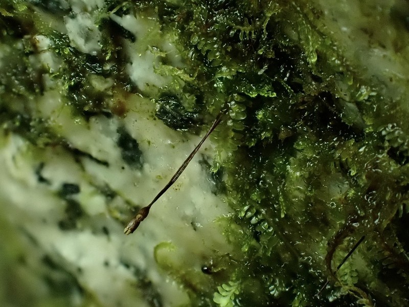 Brown's Tetrodontium Moss photo 6