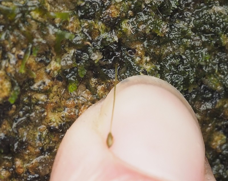 Brown's Tetrodontium Moss photo 7