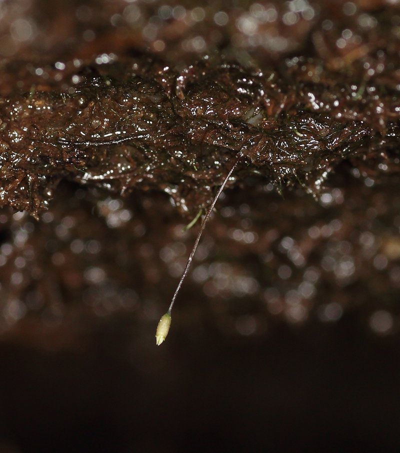 Brown's Tetrodontium Moss