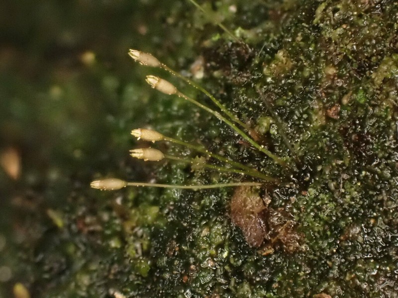 Ovate Tetrodontium Moss
