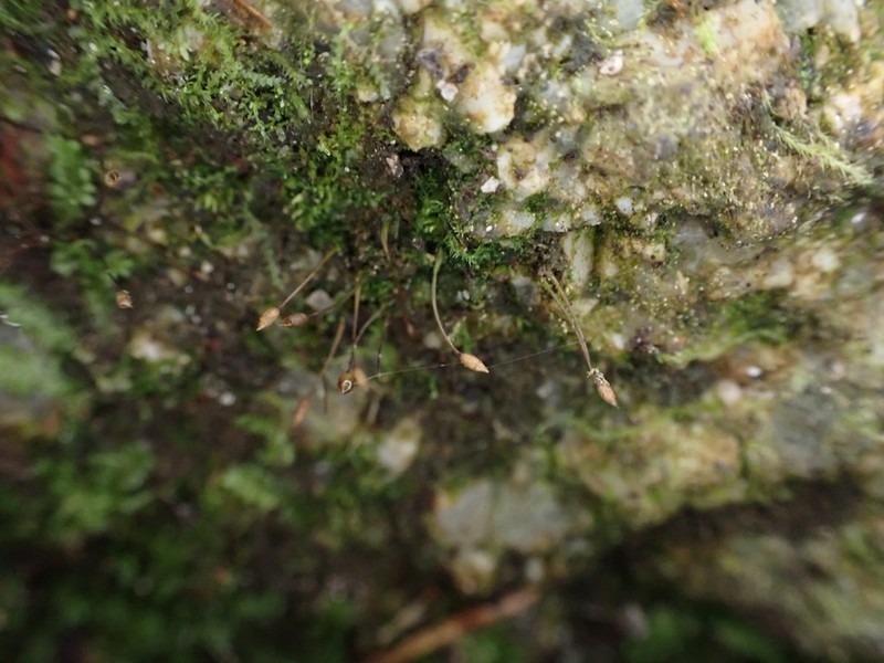 Ovate Tetrodontium Moss photo 2