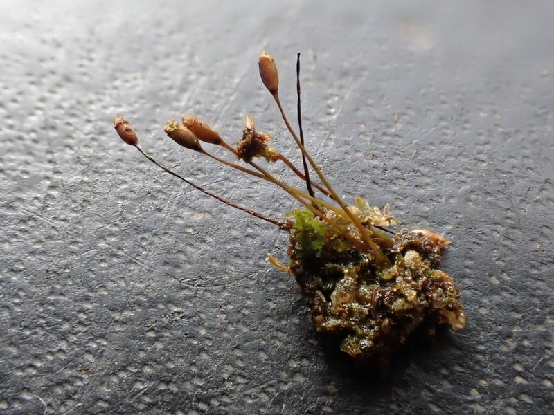 Ovate Tetrodontium Moss photo 3