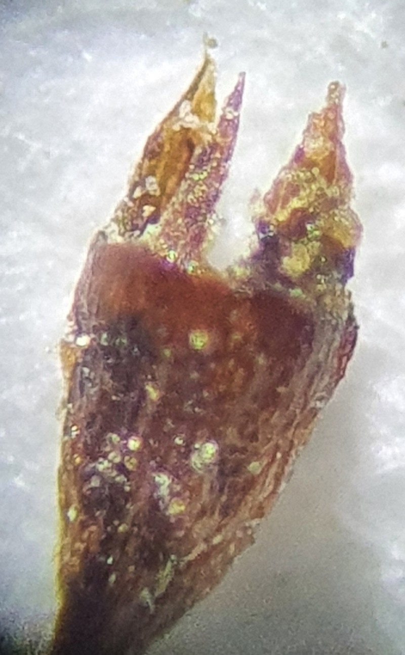 Ovate Tetrodontium Moss photo 4