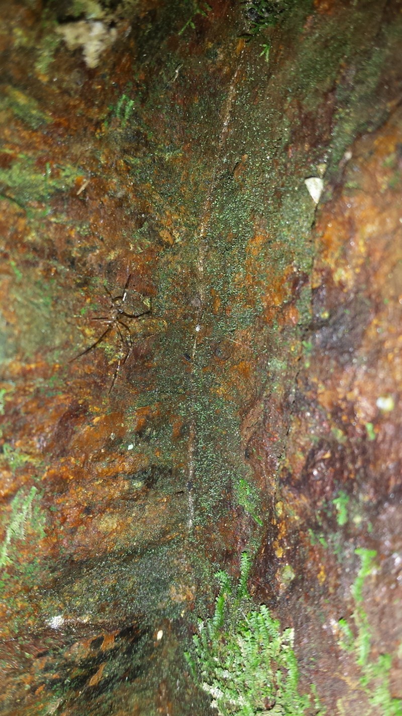 Ovate Tetrodontium Moss photo 5