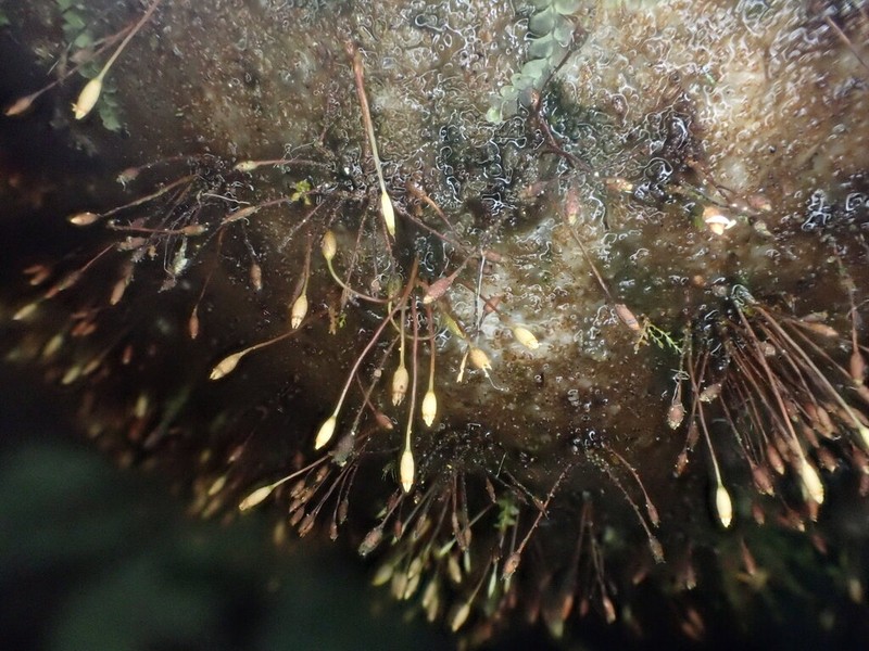 Ovate Tetrodontium Moss photo 6