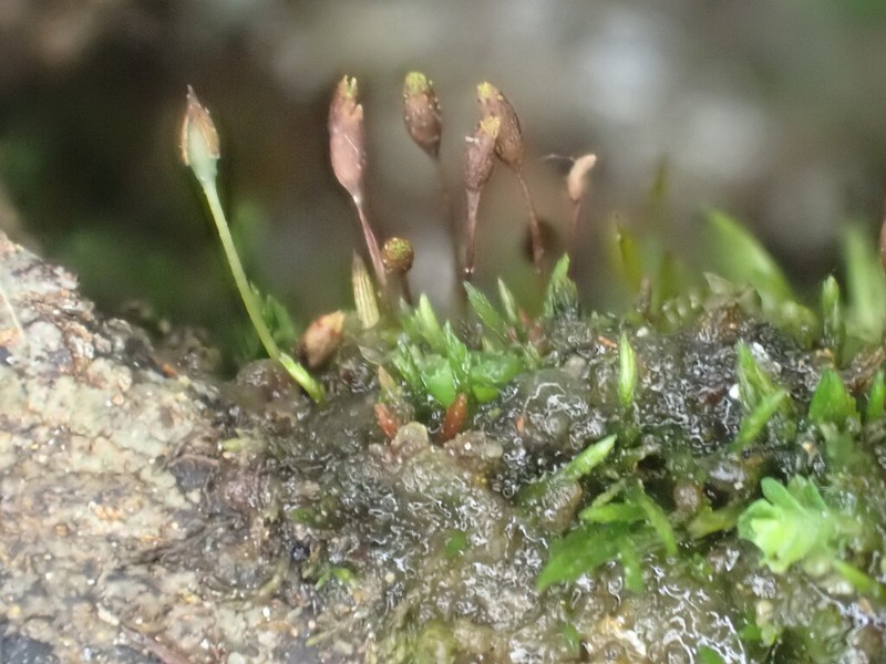 Tetrodontium Moss