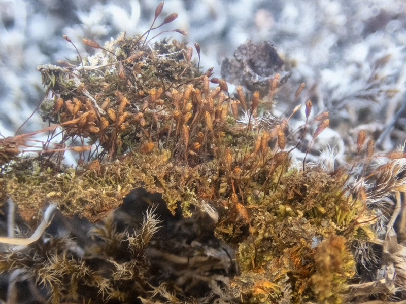 Tetrodontium Moss photo 2
