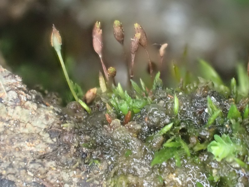 Tetrodontium Moss photo 4