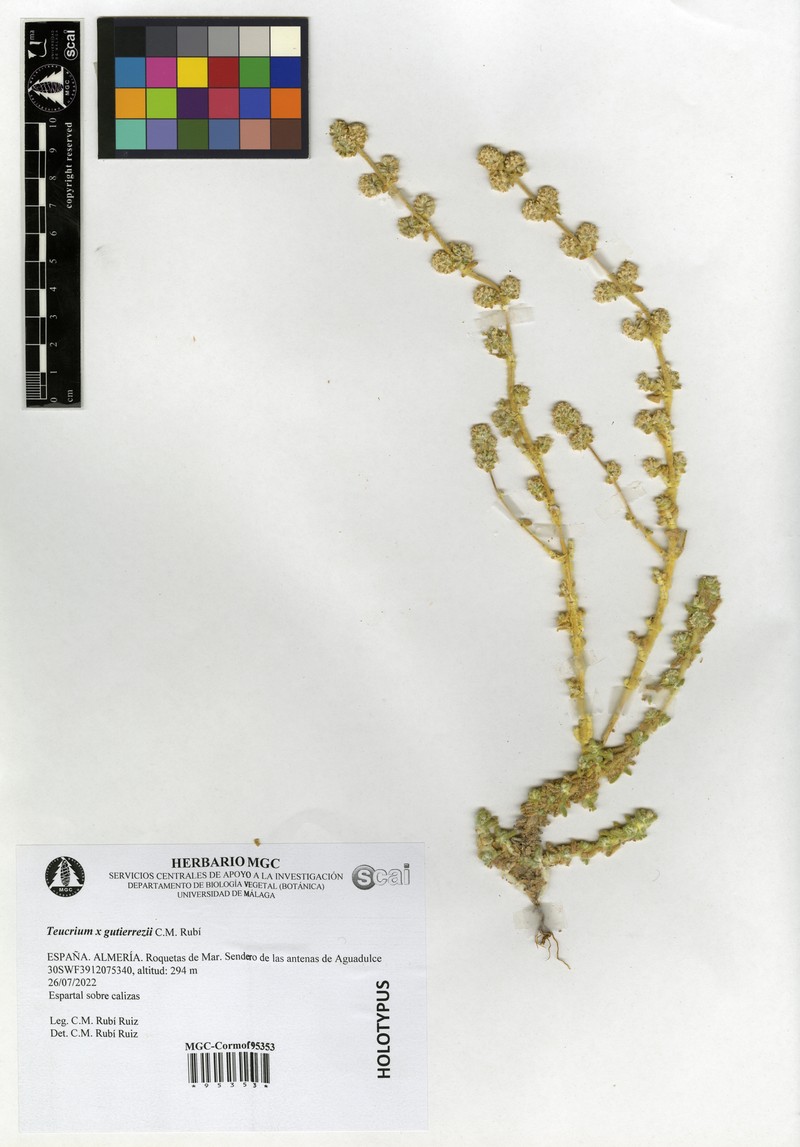 Teucrium × gutierrezii