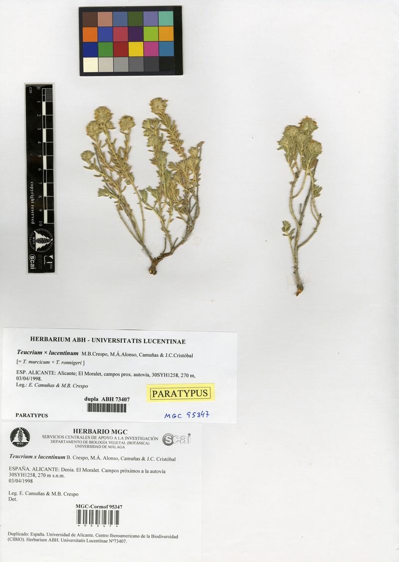 Teucrium × lucentinum
