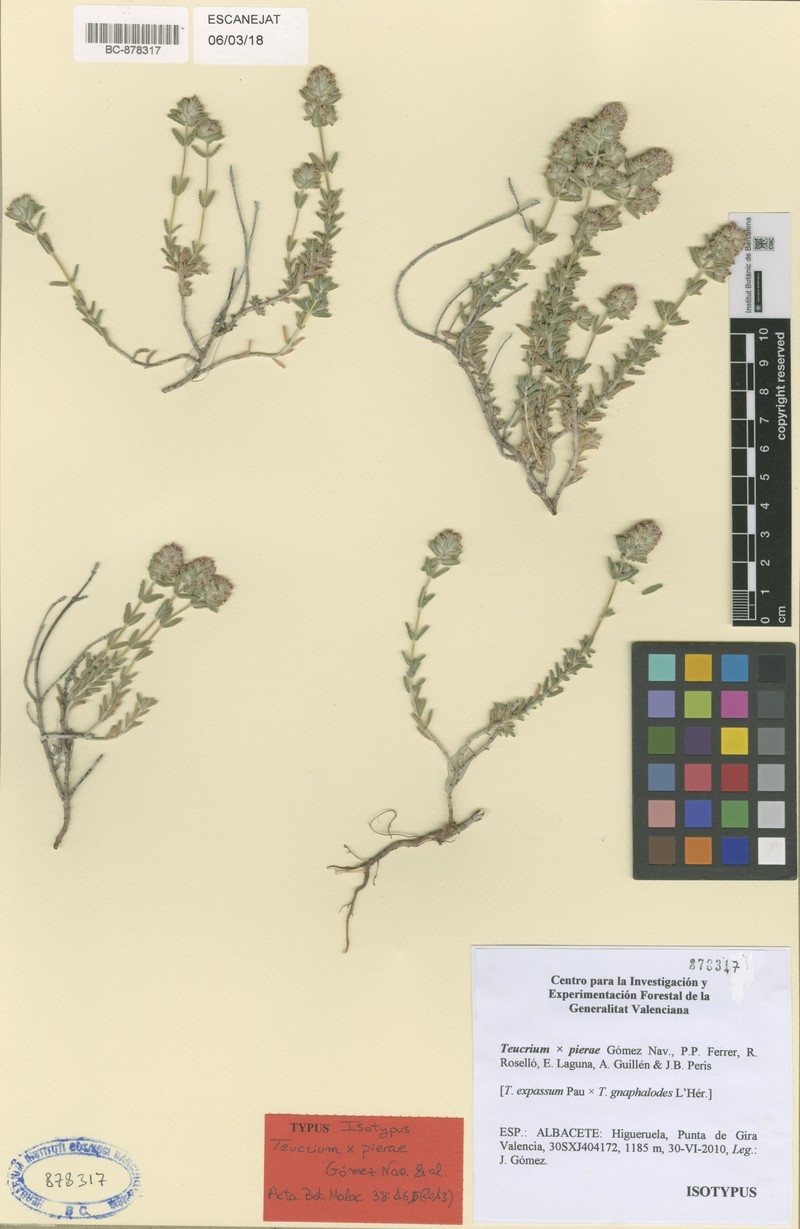 Teucrium × pierae