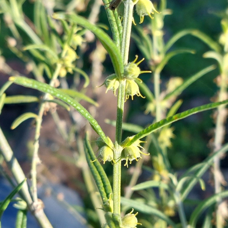 Teucrium betchei
