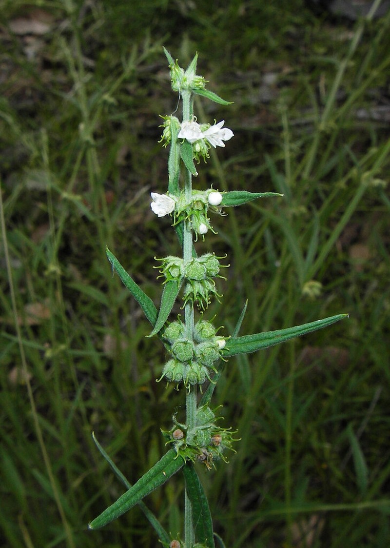 Teucrium betchei photo 2