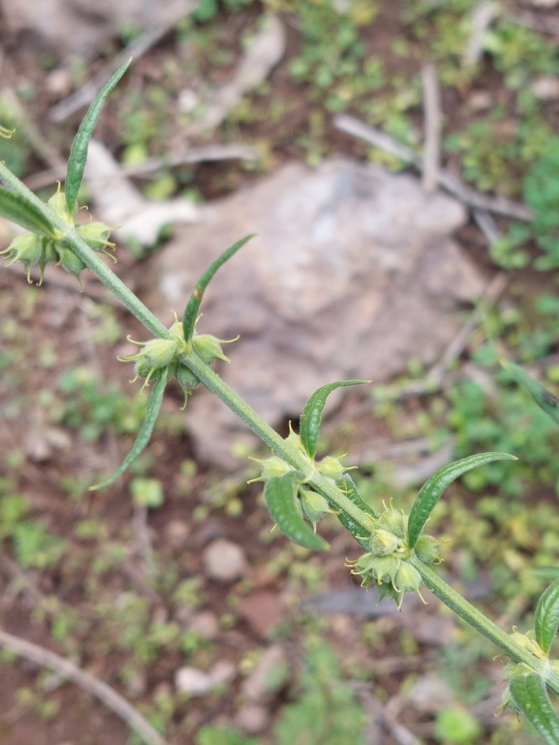 Teucrium betchei photo 3