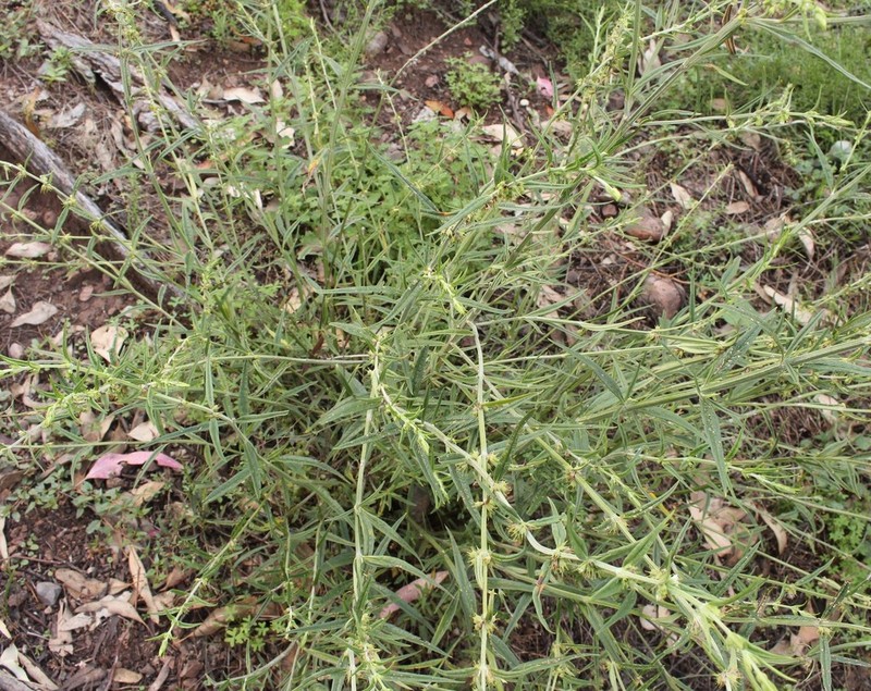 Teucrium betchei photo 4