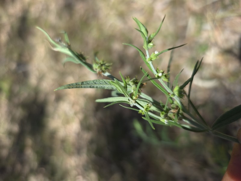 Teucrium betchei photo 5